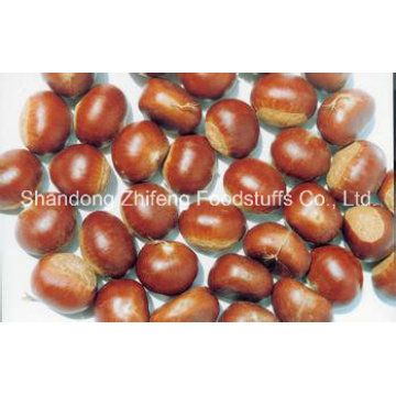 Nueva cosecha china Fresh Chestnut